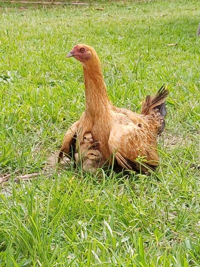 Pensjonat La Vina De Oscar Nuevo Imperial Zewnętrze zdjęcie