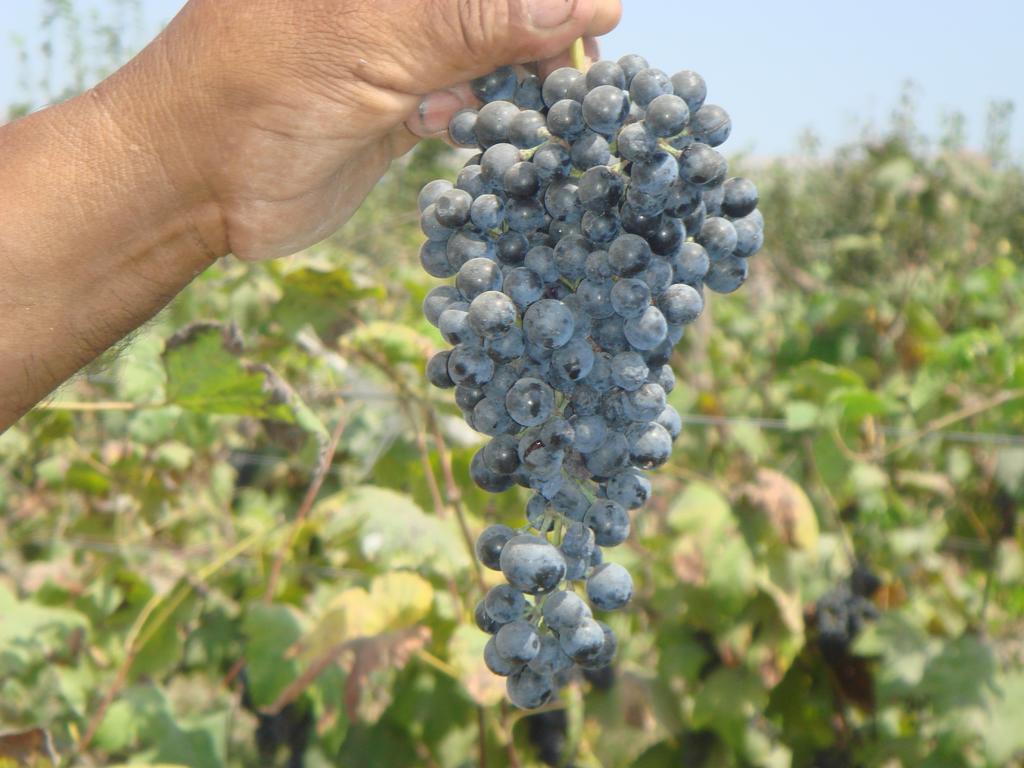 Pensjonat La Vina De Oscar Nuevo Imperial Zewnętrze zdjęcie